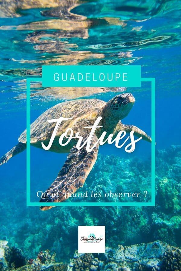 Wo und wann Schildkröten in Guadeloupe sehen?