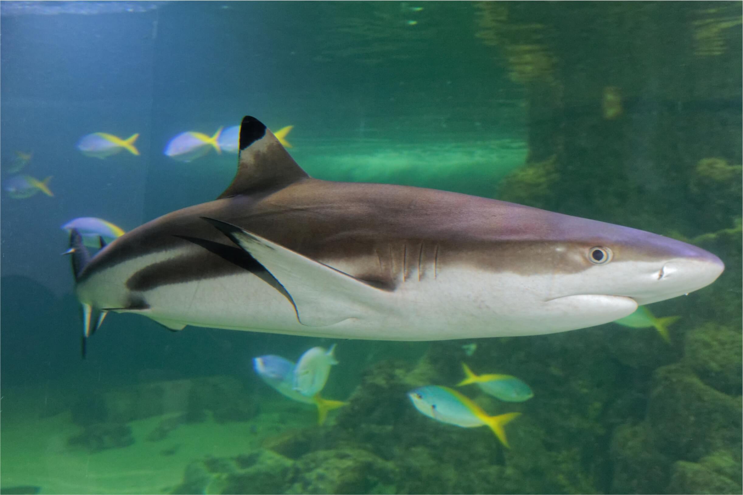 Wilhelmshaven: Aquarium Wilhelmshaven – Ostfriesland | Nordsee ...