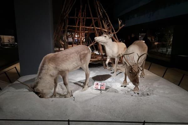 Besuch im Arktikum Museum
