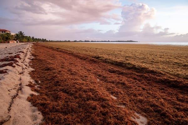 Evolution von Sargassum in der Karibik
