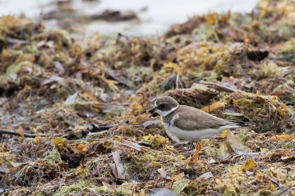 Sargassum und Strandtiere