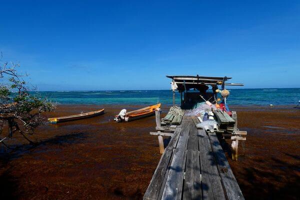 Standort von Sargassum in Martinique