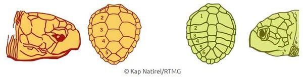 Wie erkennt man Schildkröten?