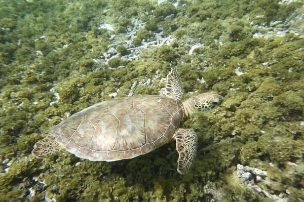 Nahrung der Schildkröten