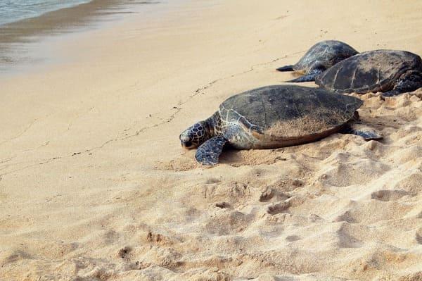 Strand Guadeloupe Schildkröten