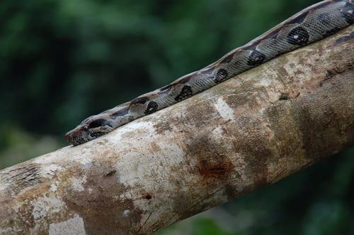 Boa Costa Rica