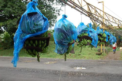 Bananen aus Costa Rica