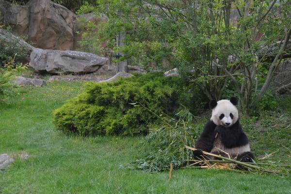 Wo in Frankreich Pandas sehen?