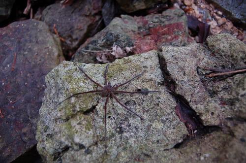 Mexiko Spinne