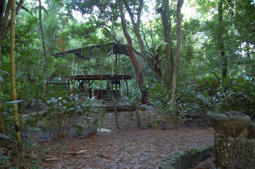 Der Pachan Palenque