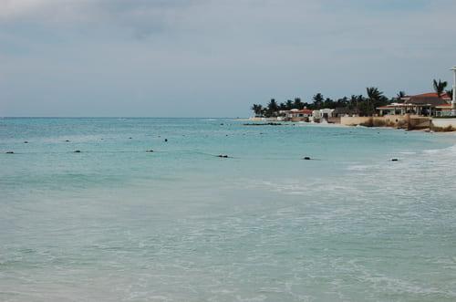Akumal Strand Schildkröten