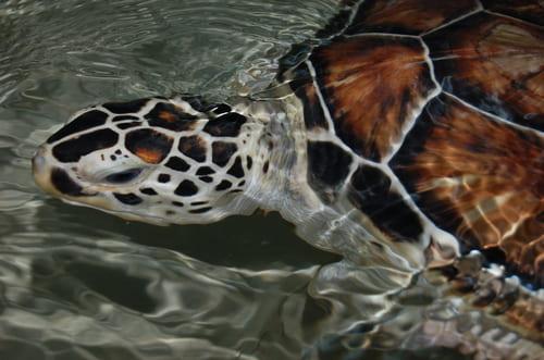 Akumal Schildkröten