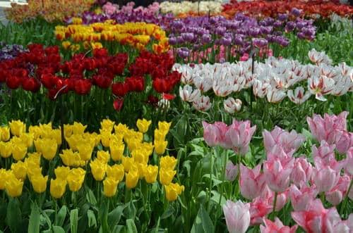 Verschiedene Tulpen Amsterdam